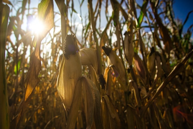 Crops